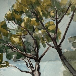 pine trees