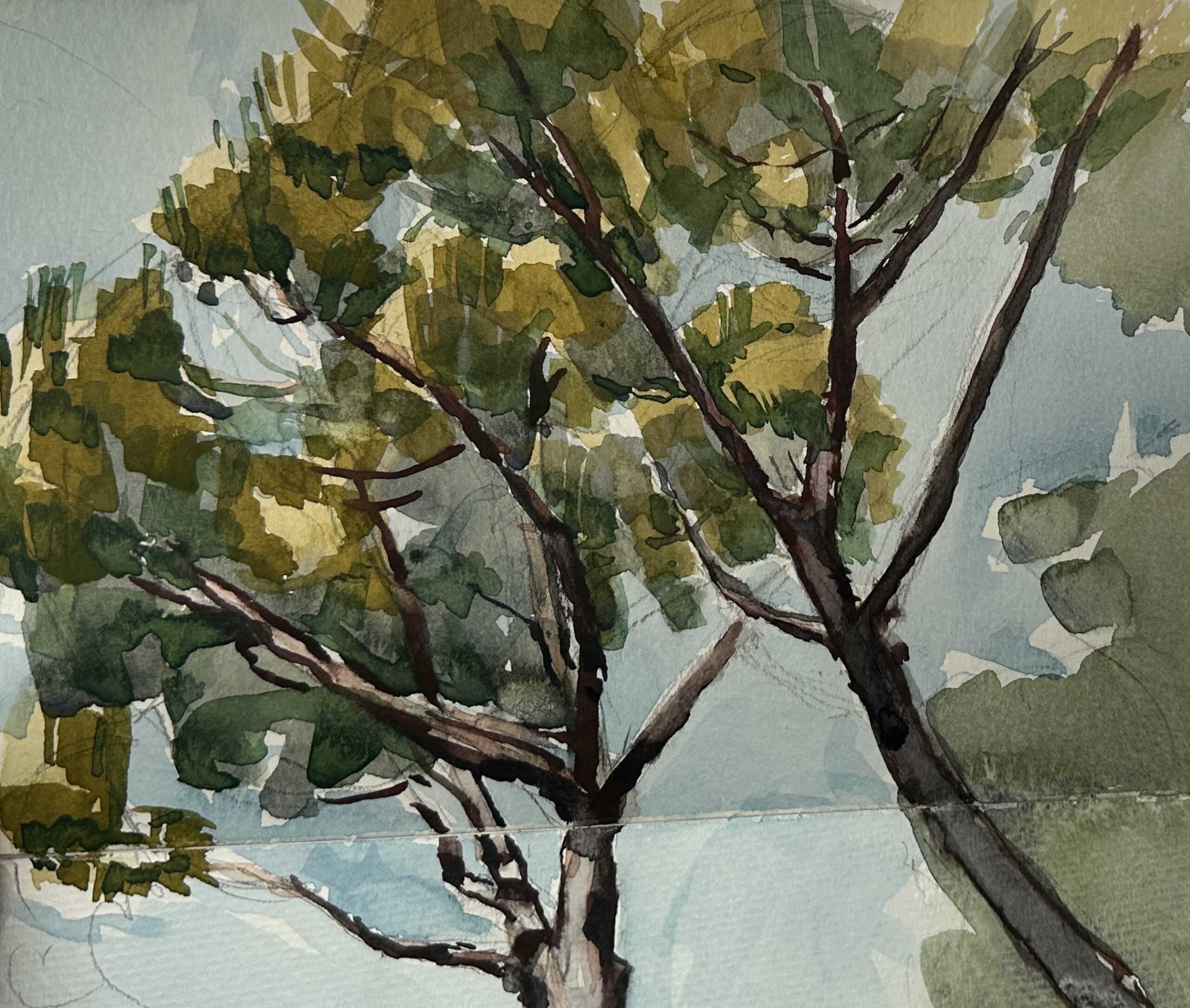 pine trees