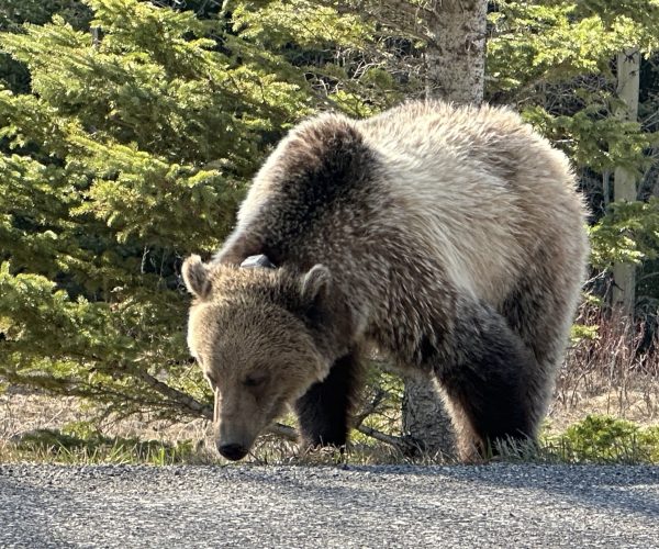Bear grazing along the side of the road