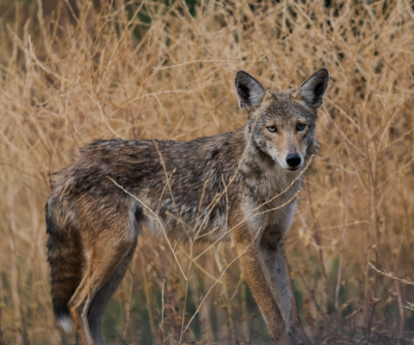 Similar coyote found staring at me nestled in the shade of a clump of trees